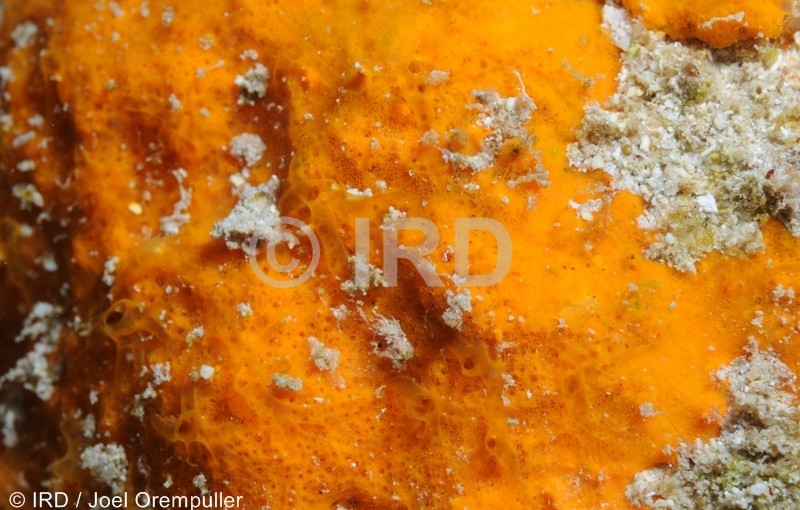 Prosuberites sp (1680) - Societe - Raiatea