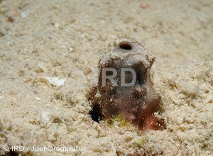 Psammocinia sp (4758) - Societe - Raiatea