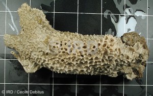 Psammocinia sp (704) - Societe - Tahiti