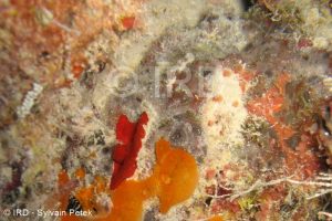 Psammoclema sp - (4879) - Tuamotu - Fakarava