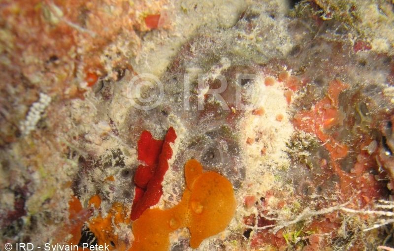 Psammoclema sp - (4879) - Tuamotu - Fakarava