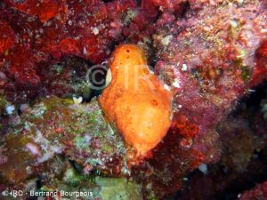 Pseudoceratina sp - (2081) - Tuamotu - Raroia