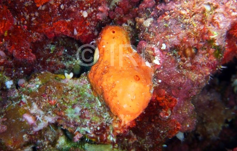 Pseudoceratina sp - (2081) - Tuamotu - Raroia