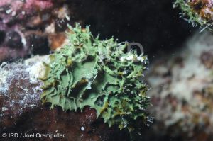 Pseudoceratina sp - (4755) - Societe - Bora Bora