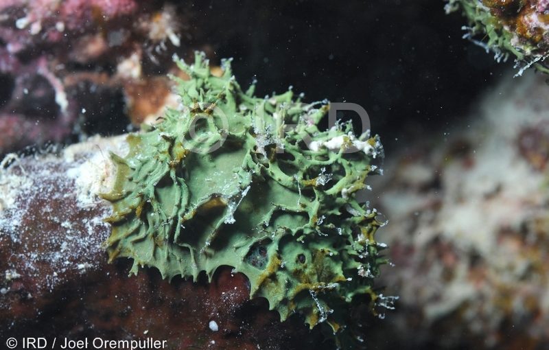 Pseudoceratina sp - (4755) - Societe - Bora Bora