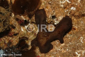 Rhabdastrella sp (4891) - Australes - Rapa