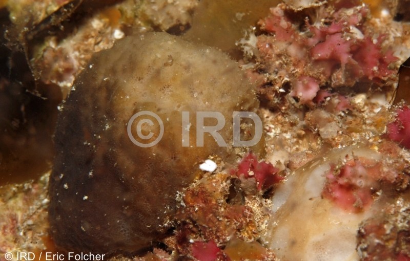 Rhopaloeides odorabile - Australes - Rapa