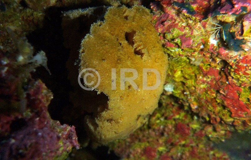 Rhopaloeides sp (2883) - Societe - Tahiti