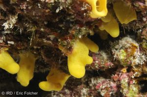 Siphonodictyon sp - (4700) - Tuamotu - Tikehau