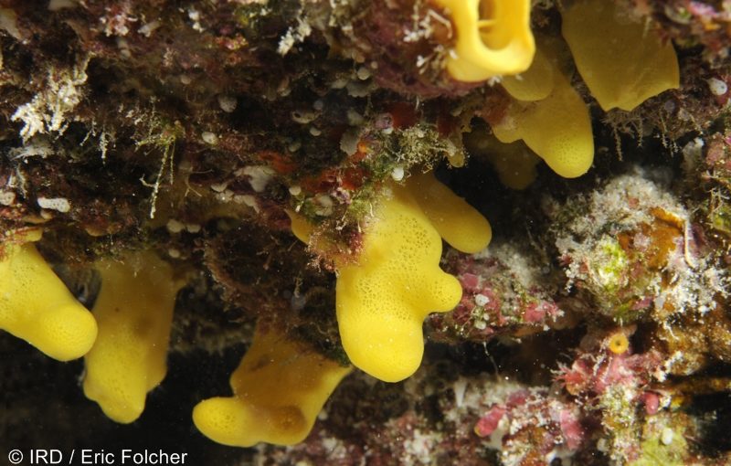 Siphonodictyon sp - (4700) - Tuamotu - Tikehau