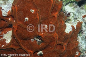 Spheciospongia potamophera (4844) - Tuamotu - Fakarava