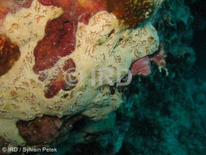 Spheciospongia sp (4878) - Societe - Tahiti