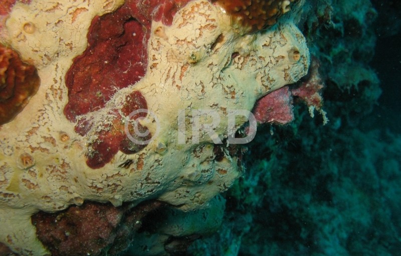 Spheciospongia sp (4878) - Societe - Tahiti