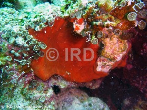 Spirastrella sp (3137) - Tuamotu - Hao