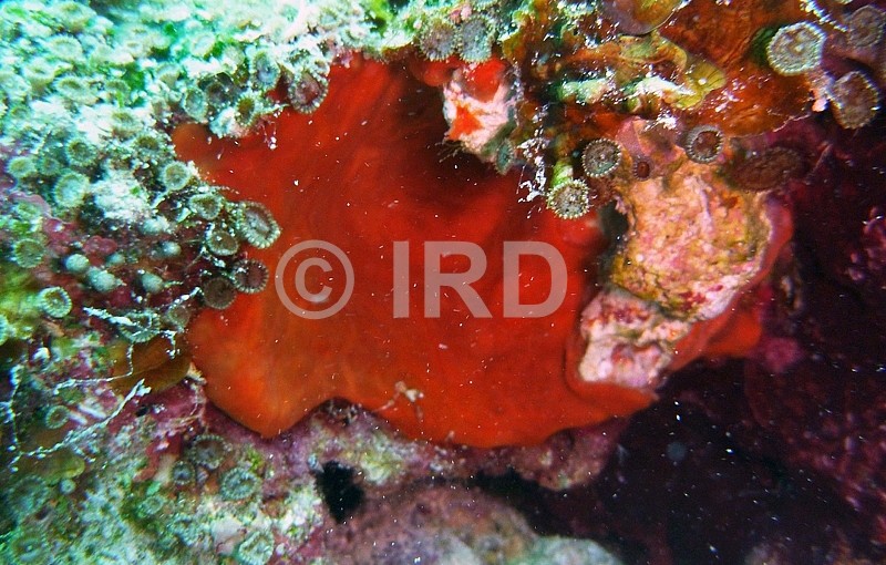 Spirastrella sp (3137) - Tuamotu - Hao