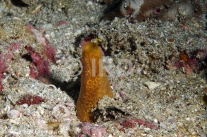 Spirastrella sp (4689) - Marquises - Ua Pou