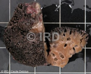 Spongia sp (1983) - Tuamotu - Makemo