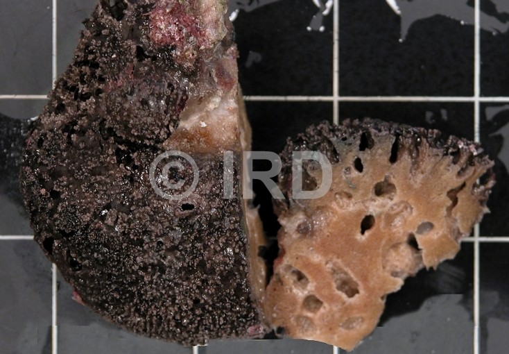 Spongia sp (1983) - Tuamotu - Makemo