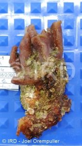 Spongosorites sp (4762) - Societe - Tahaa