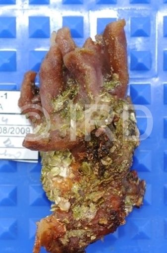 Spongosorites sp (4762) - Societe - Tahaa