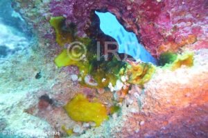 Spongosorites sp - (4889) - Australes - Rurutu