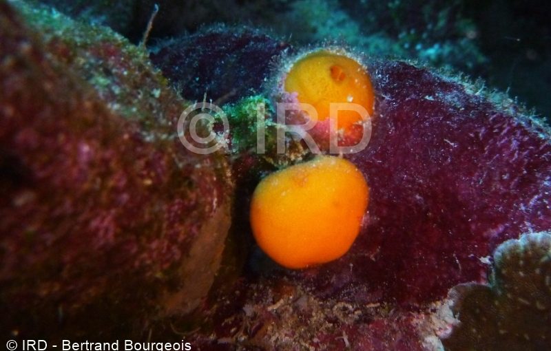 Strongylacidon sp - (2535) - Tuamotu - Raroia