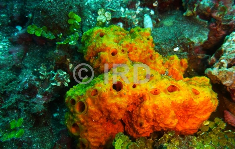 Stylissa flabelliformis - Societe - Tahiti