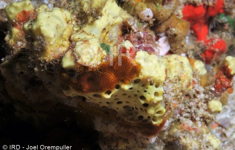 Suberea ianthelliformis - (0012) - Marquises - Nuku Hiva