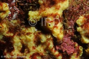 Suberea sp - (2093) - Marquises - Nuku Hiva