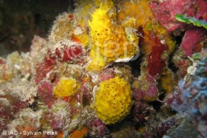 Suberea sp - (2121) - Tuamotu - Tikehau