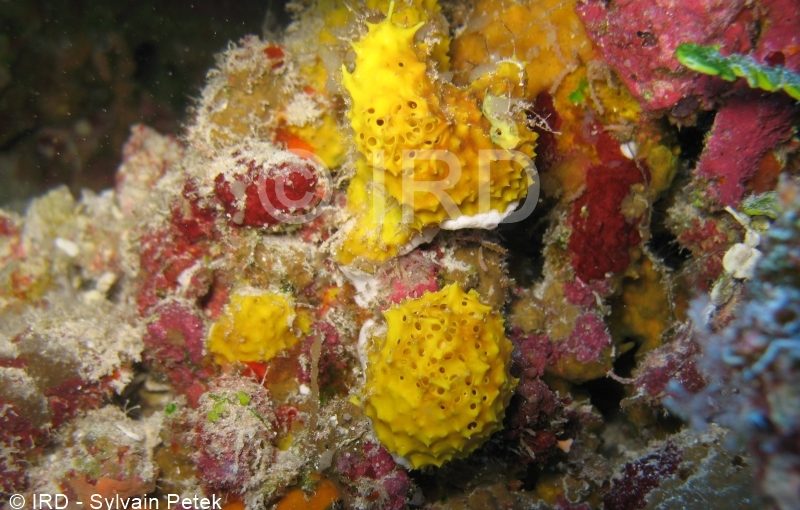 Suberea sp - (2121) - Tuamotu - Tikehau