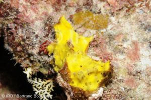 Suberea sp -(4728) - Tuamotu - Fakarava