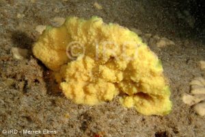 Suberea sp - (4883) - Societe - Tahiti