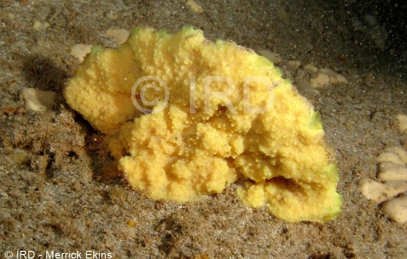 Suberea sp - (4883) - Societe - Tahiti