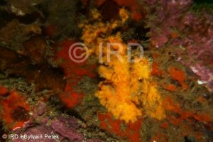 Suberites sp - (4882) - Marquises - Fatu Hiva