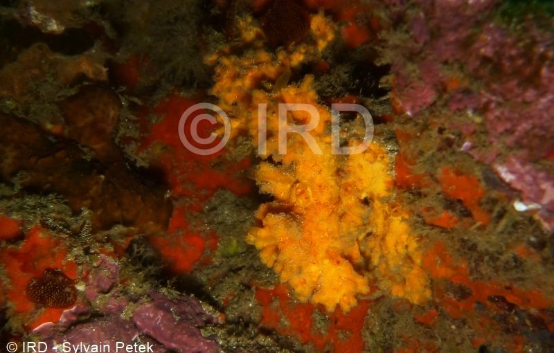 Suberites sp - (4882) - Marquises - Fatu Hiva