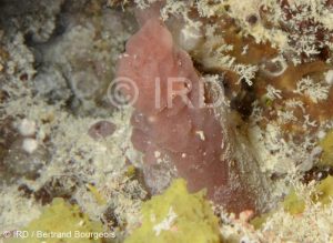 Svenzea sp - (4881) - Tuamotu - Rangiroa