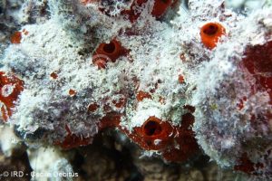 Tedania sp - (0985) - Gambiers