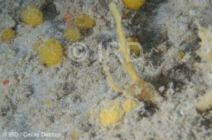 Tedania sp - (4874) - Societe - Tahiti