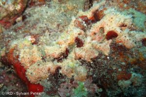 Tedania sp - (4876) - Societe - Tahiti