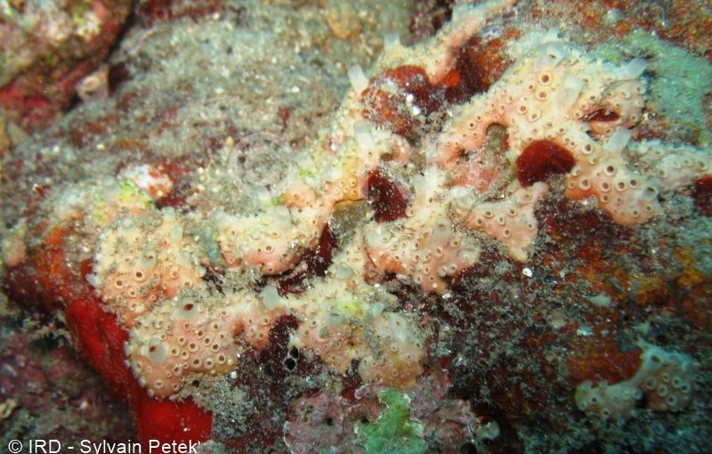 Tedania sp - (4876) - Societe - Tahiti