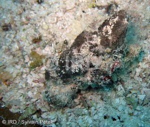 Thorecta sp (2075) - Tuamotu - Rangiroa