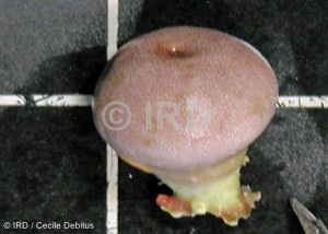 Vaceletia crypta - Tuamotu - Raroia