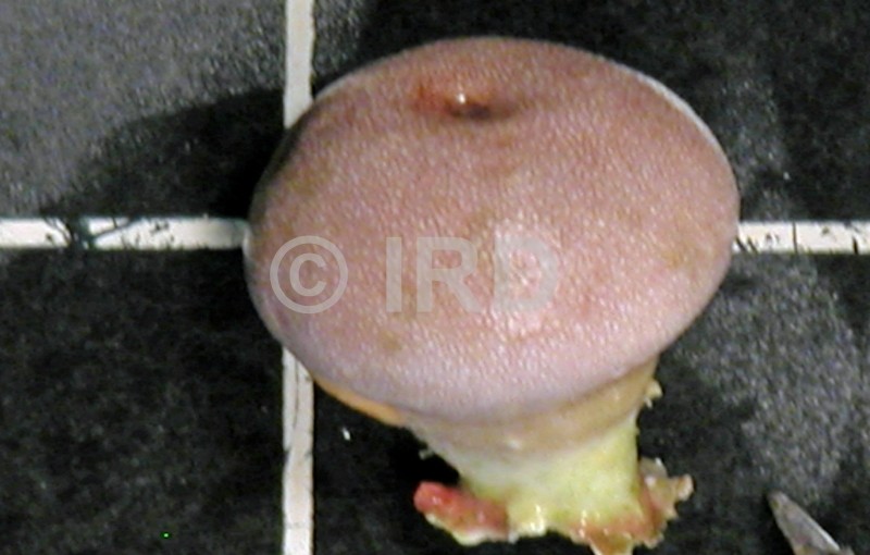 Vaceletia crypta - Tuamotu - Raroia