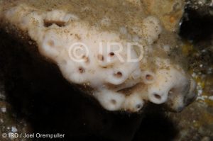 Xestospongia sp - (4688) - Marquises - Nuku Hiva